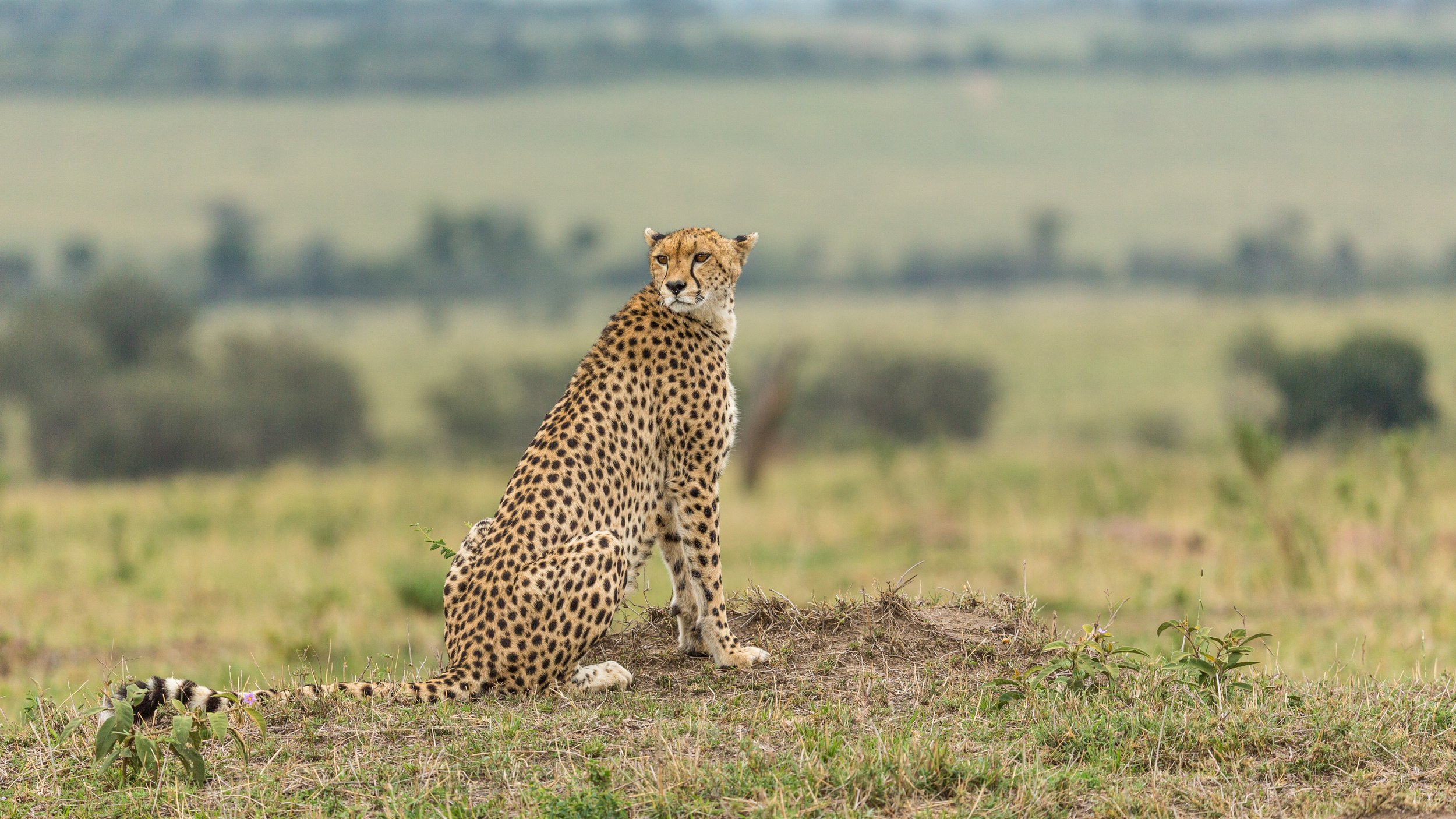 Portrait of a cheetah