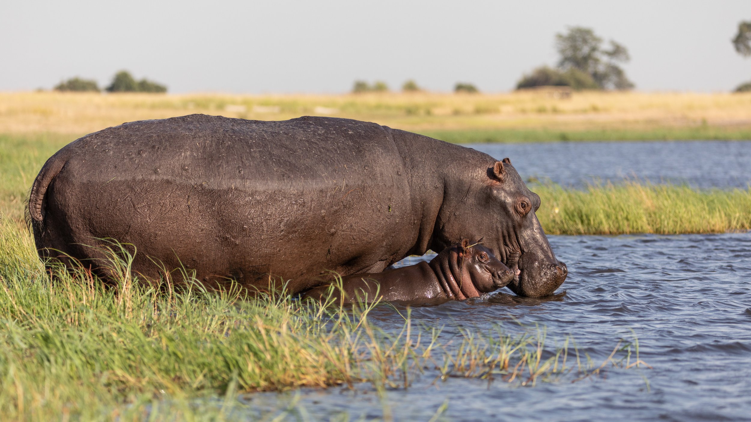 hippo and young calf entering the Chobe river
