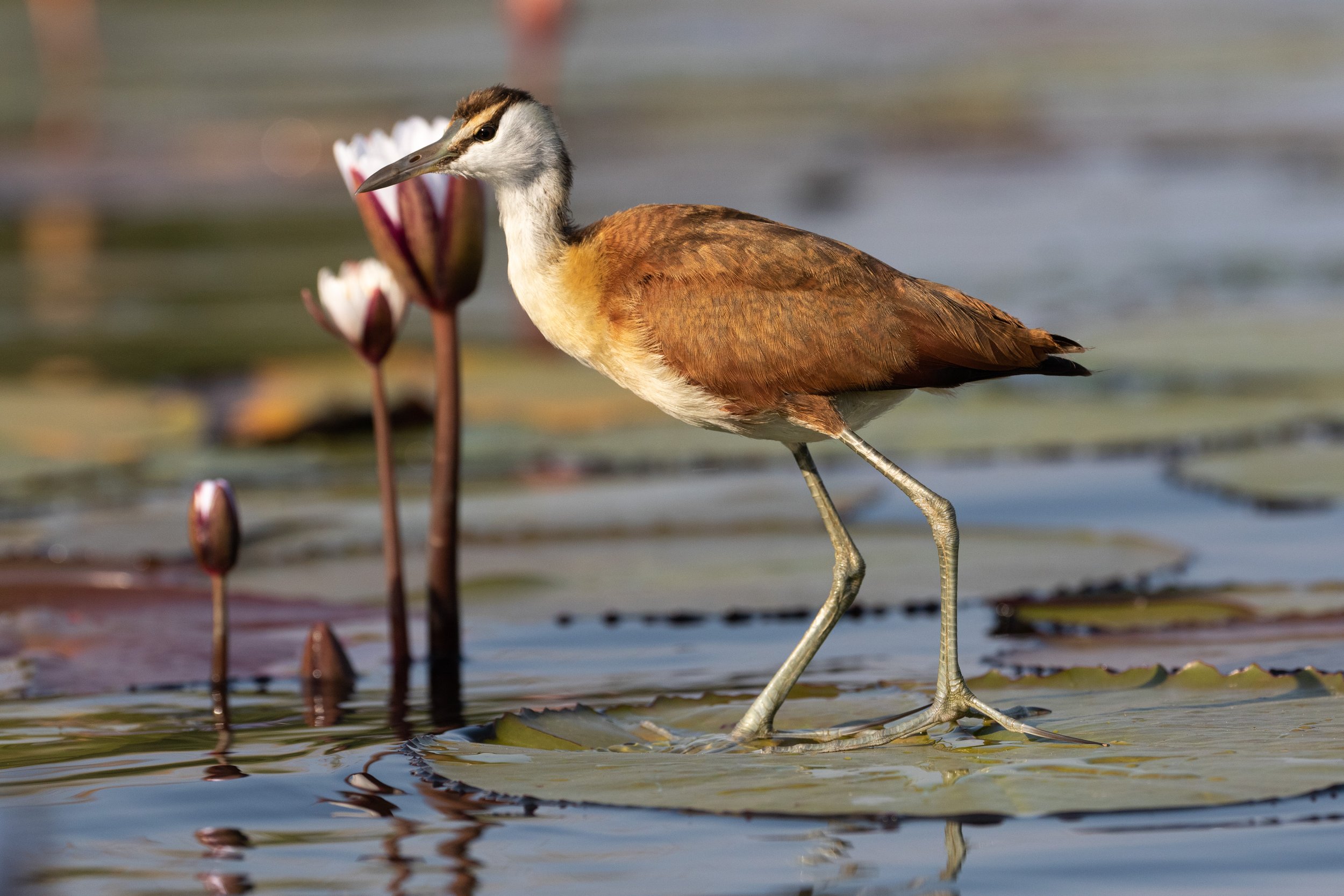 Lesser Jacana - Chobe river