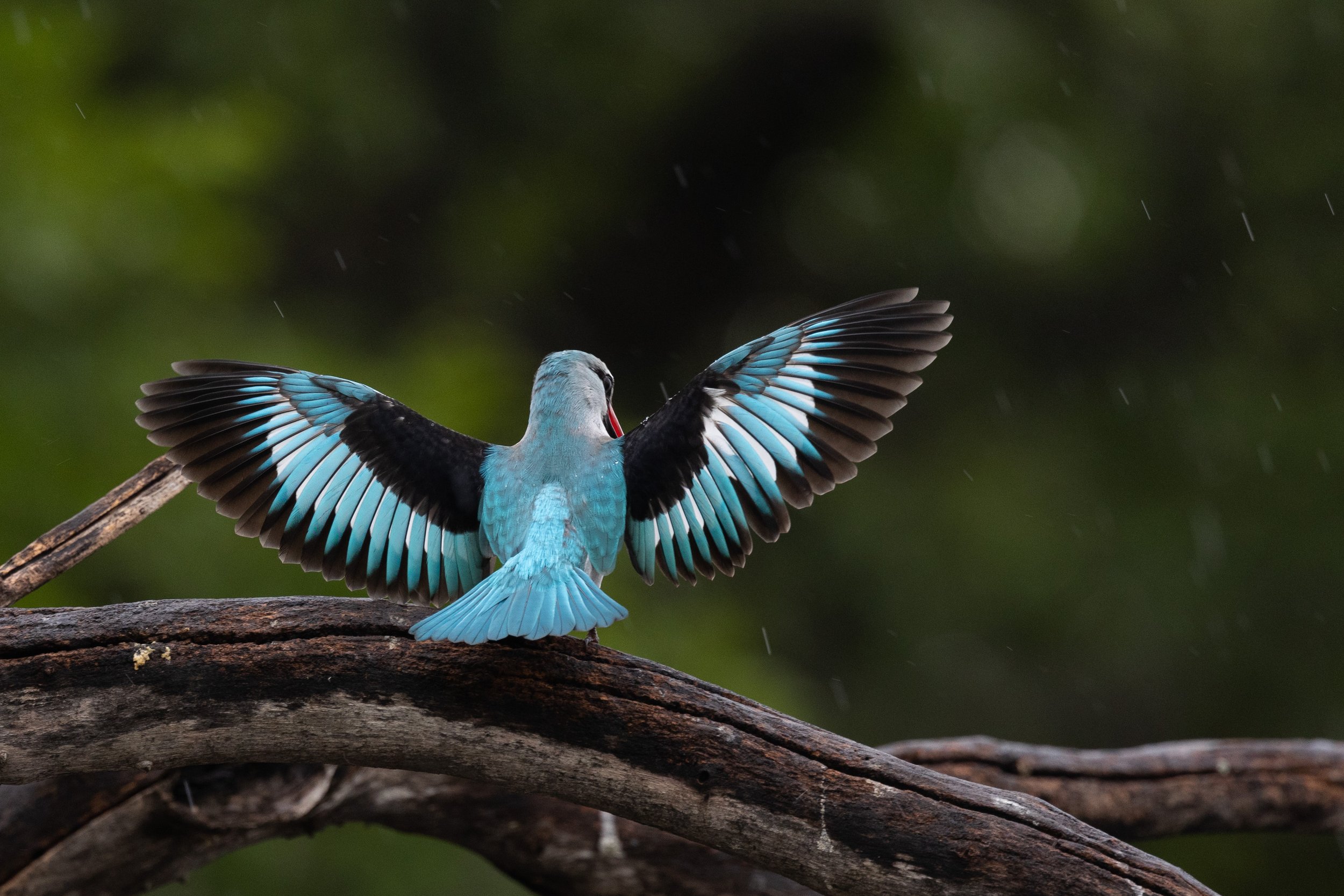 Woodland kingfisher in the rain