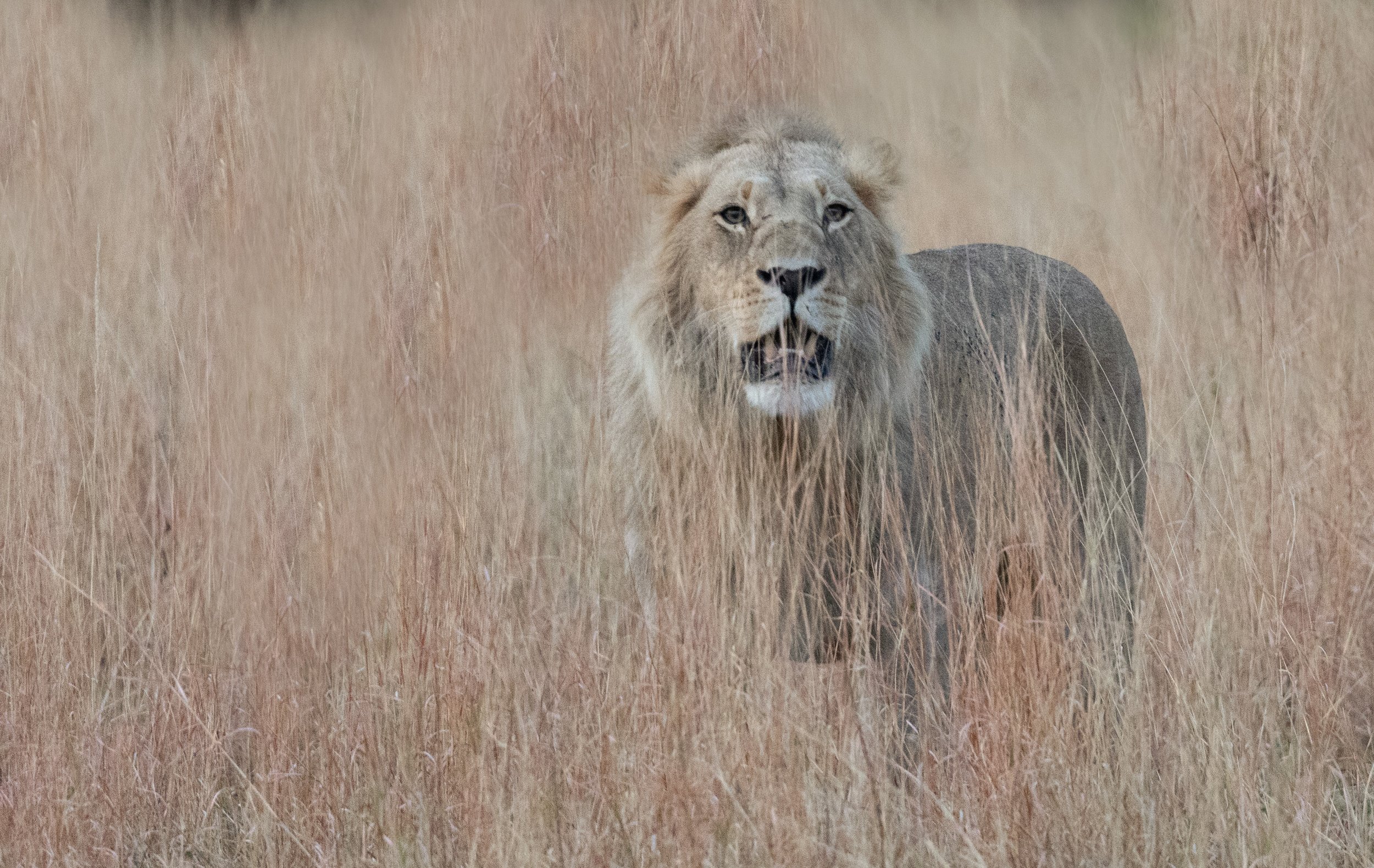 Lion in the long grass