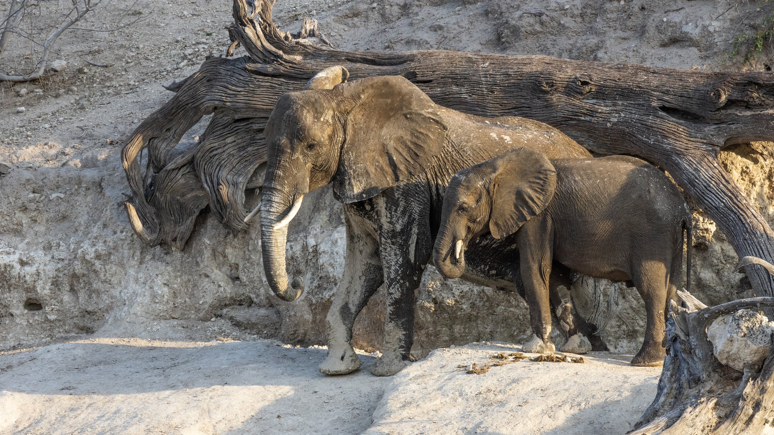 Elephants covered with chalk