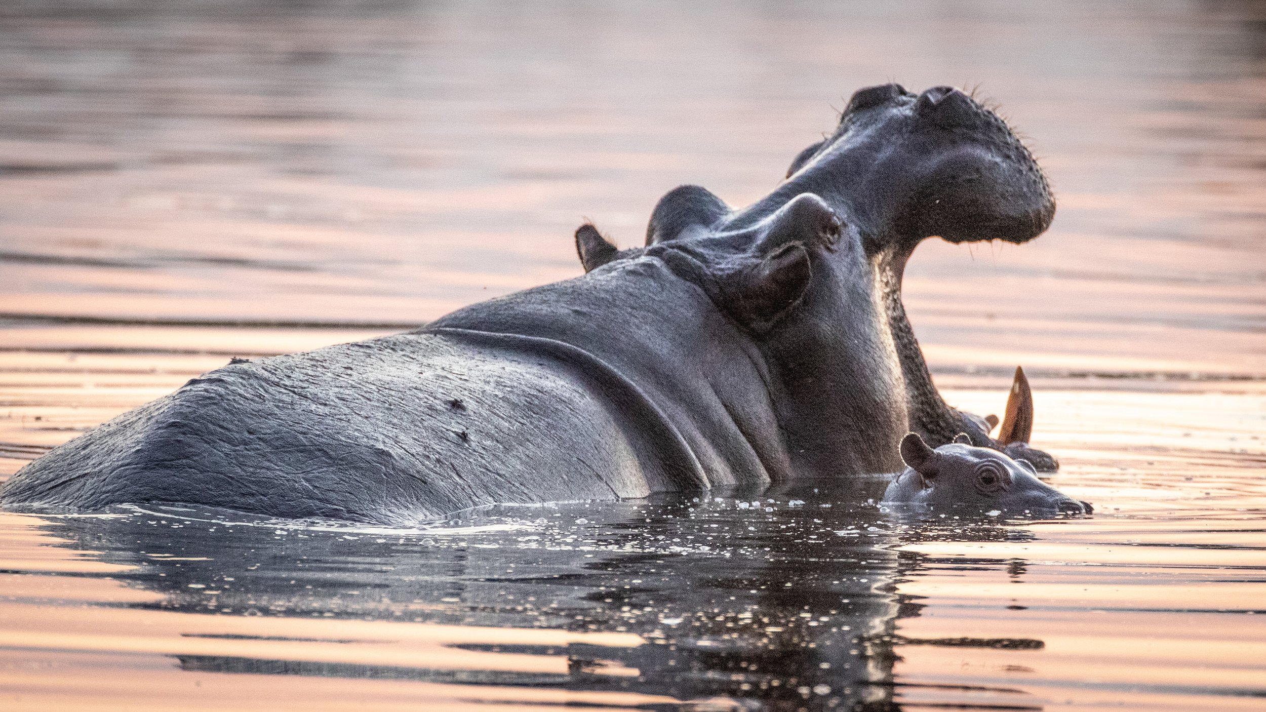 Hippo and calf in the evening light