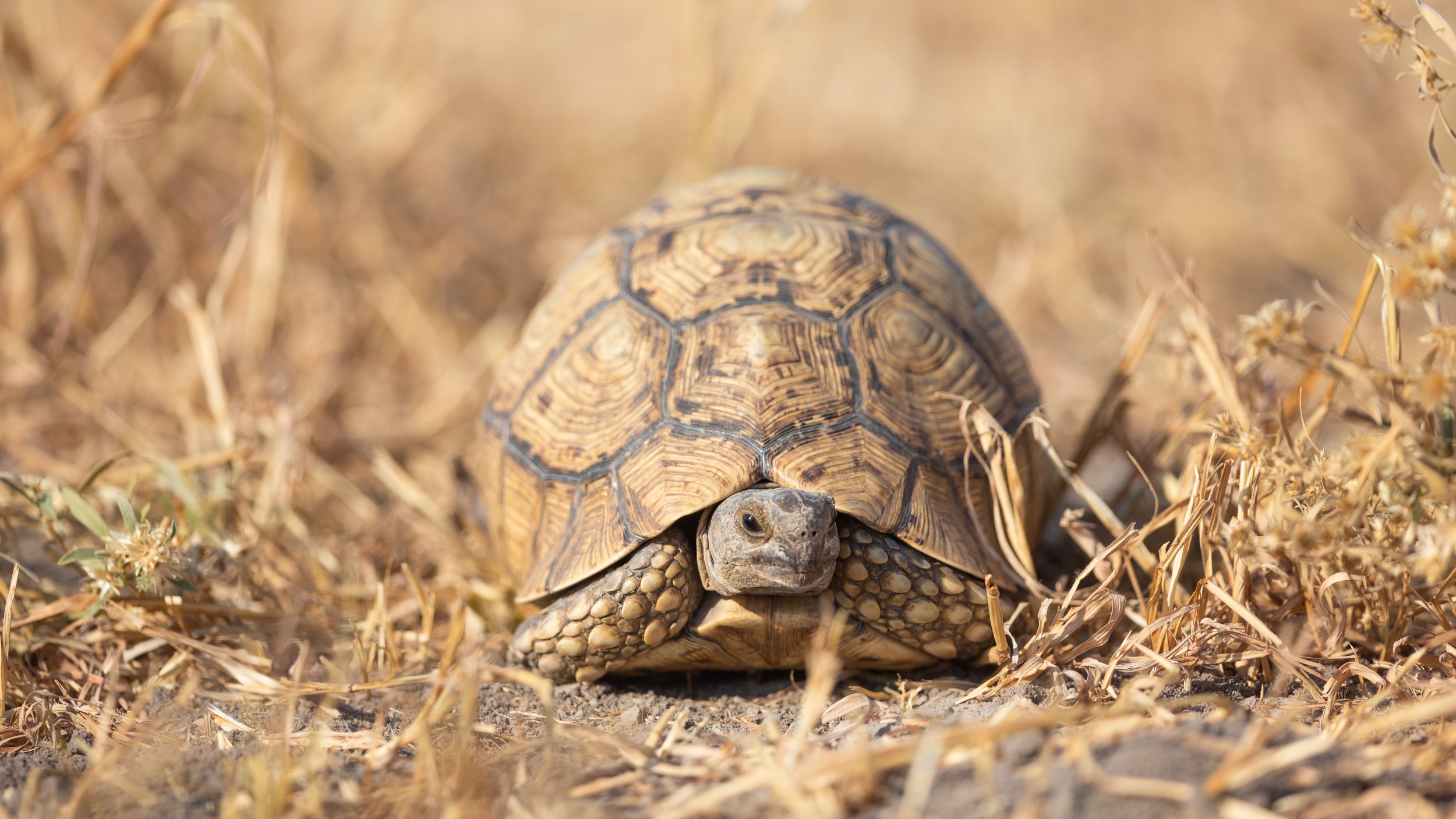 Cape tortoise
