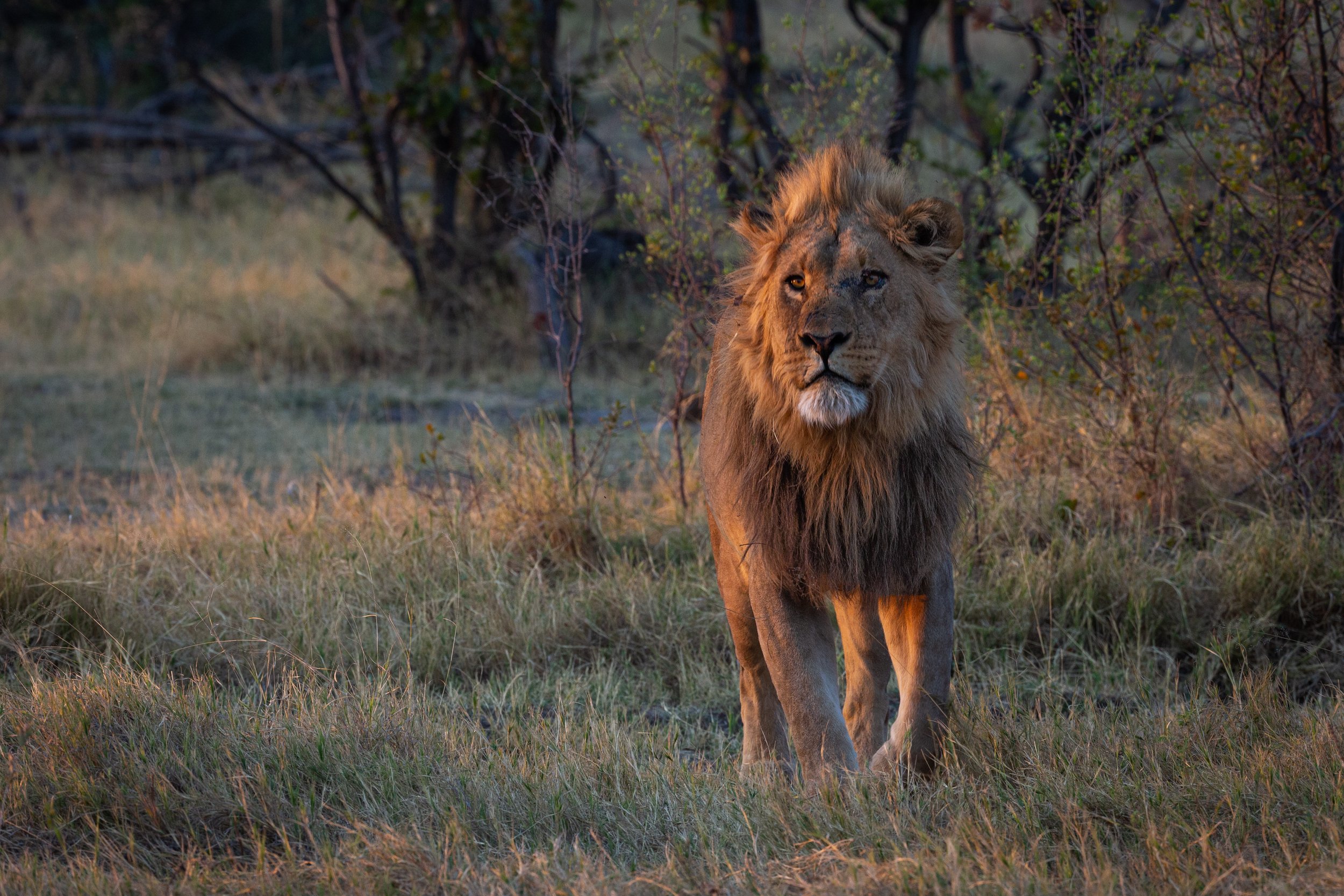 Beautiful Male lion in the early morning light