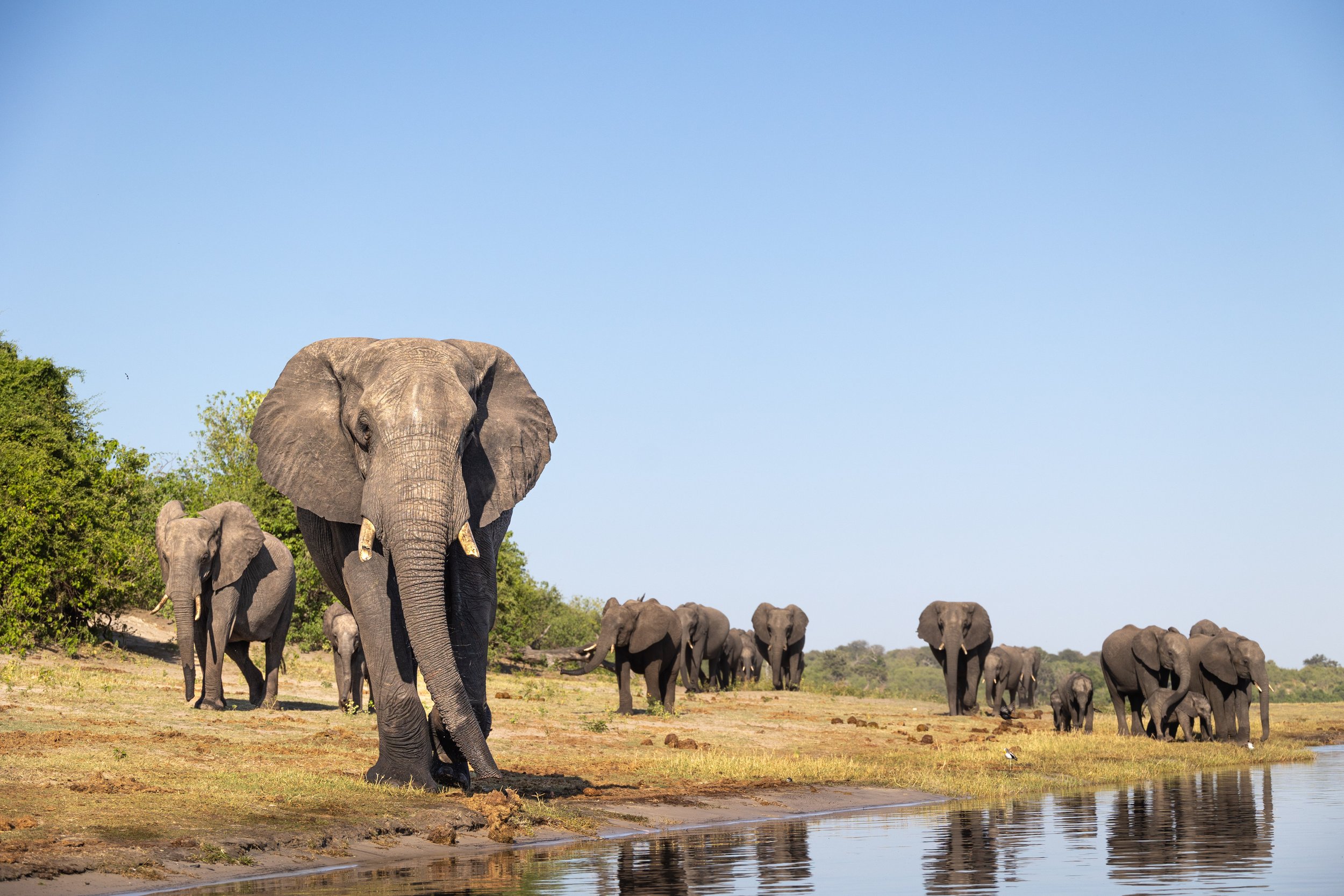 Elephants walking along the river bank