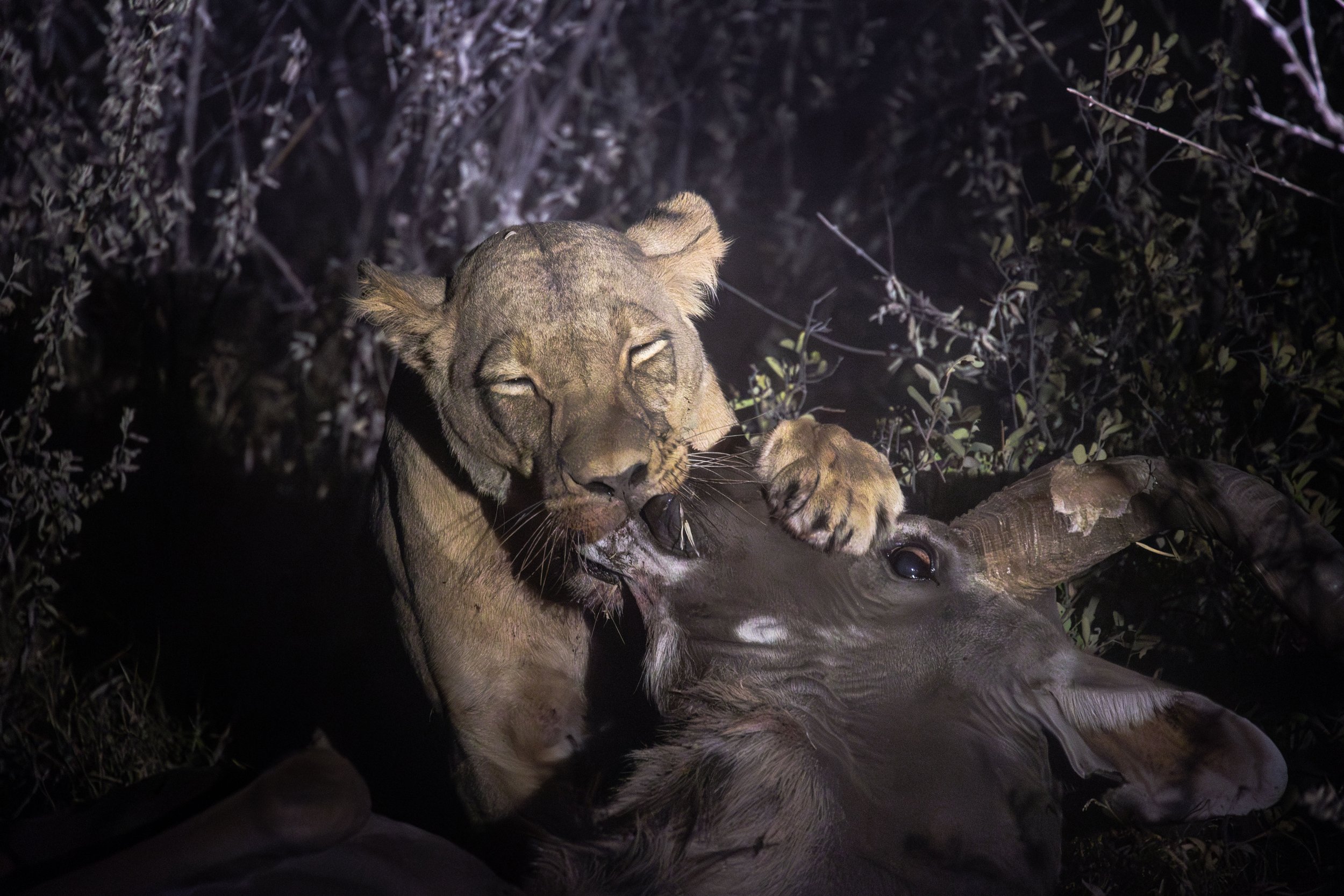 Lion with Kudu prey