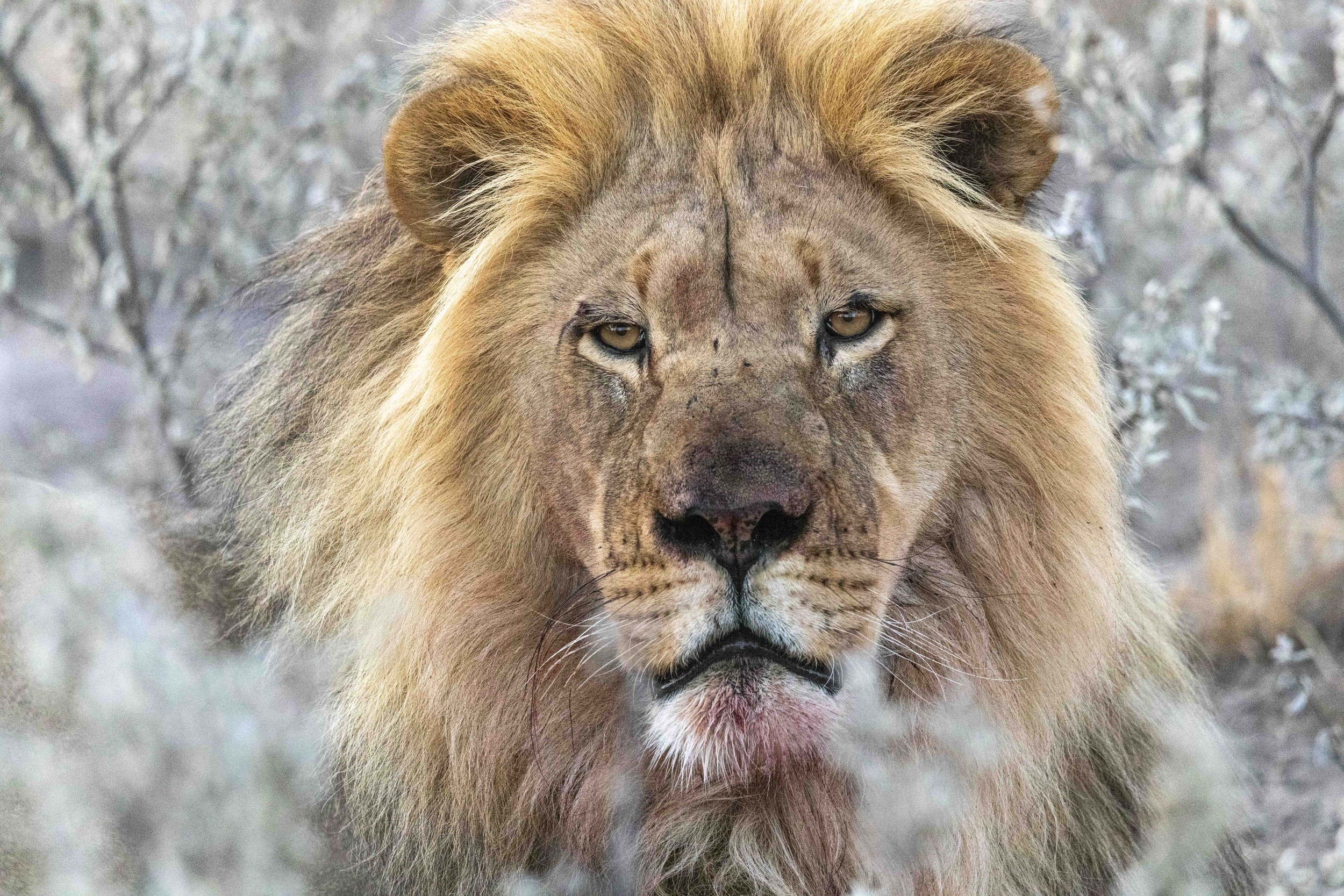 Male lion