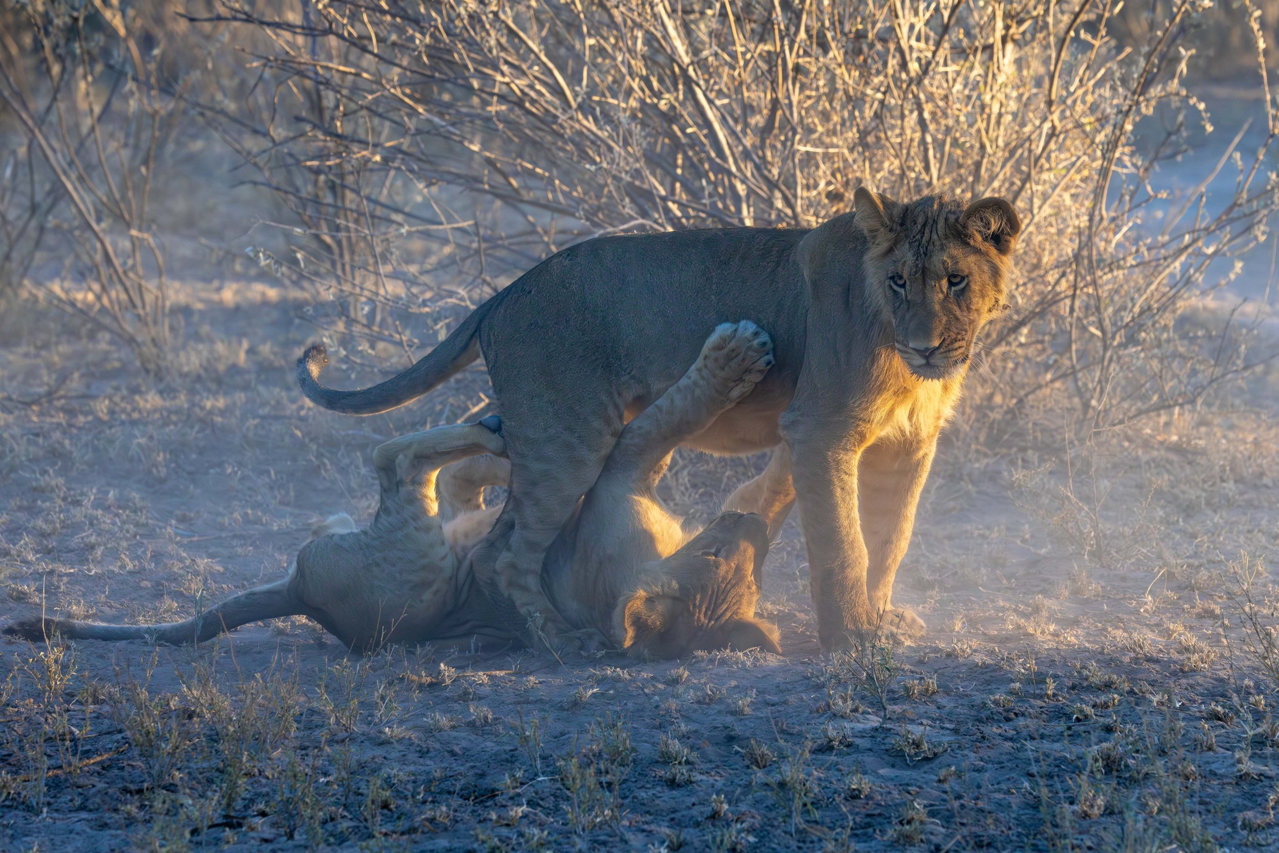 Sub adult lion cubs playing