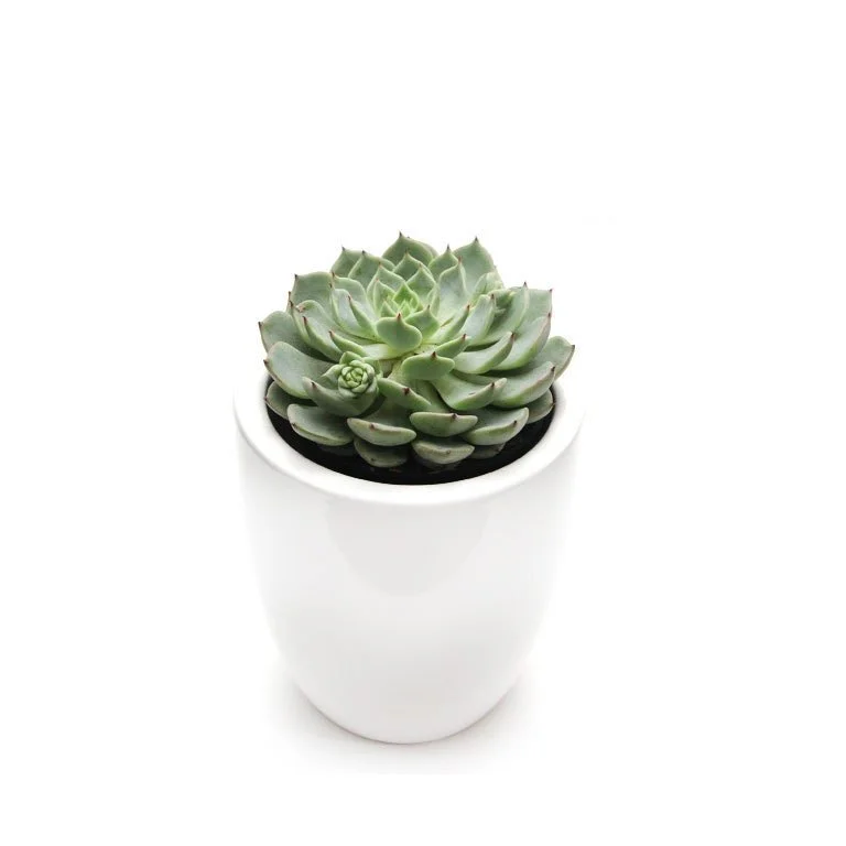 https://i.etsystatic.com/13003081/r/il/9d549c/2367521476/il_fullxfull.2367521476_kz48.jpg