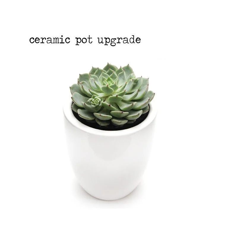 https://i.etsystatic.com/13003081/r/il/1f3034/2419420155/il_fullxfull.2419420155_4r0s.jpg