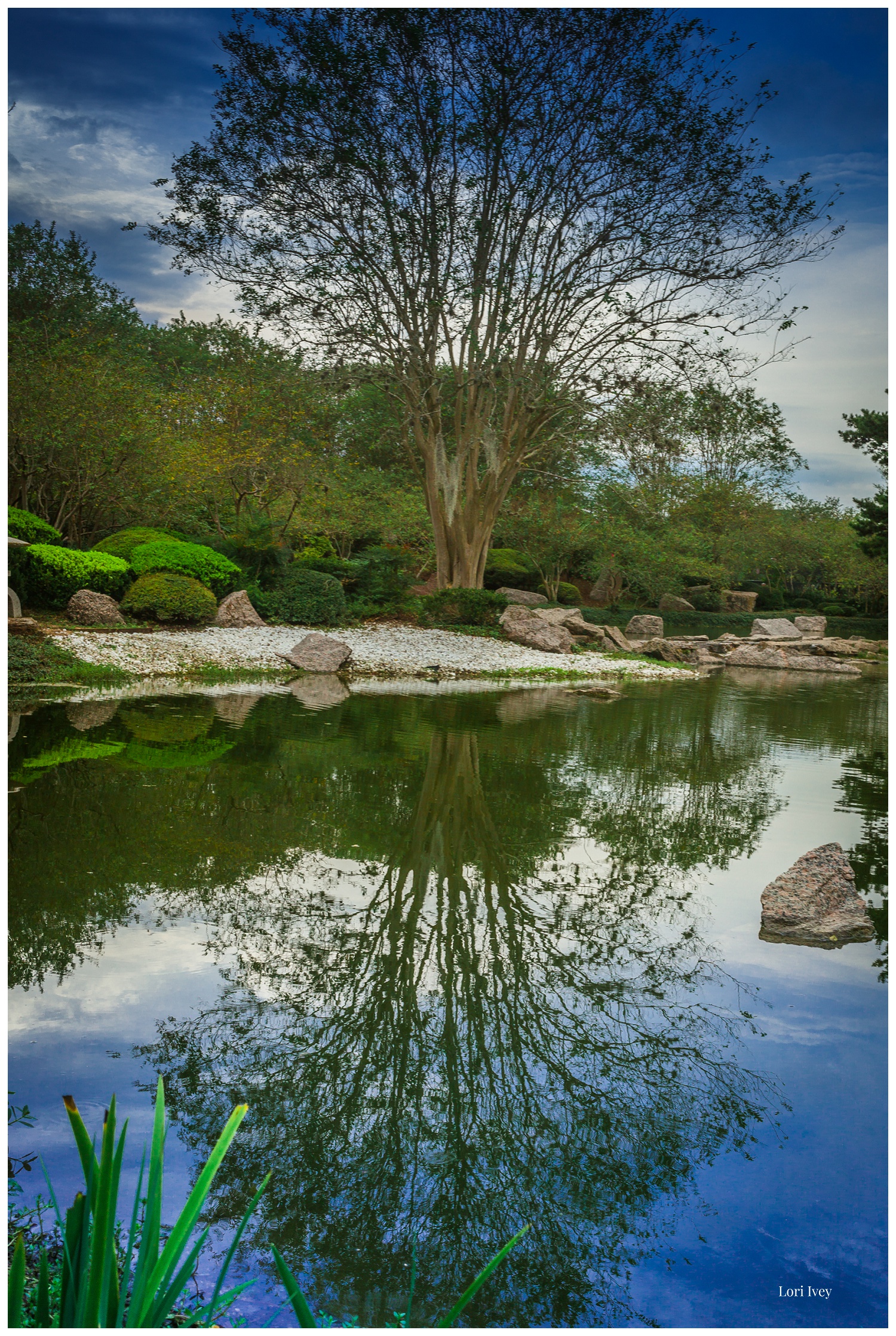 Reflected tree at koi pond at Japanese Gardens, Hermann Park