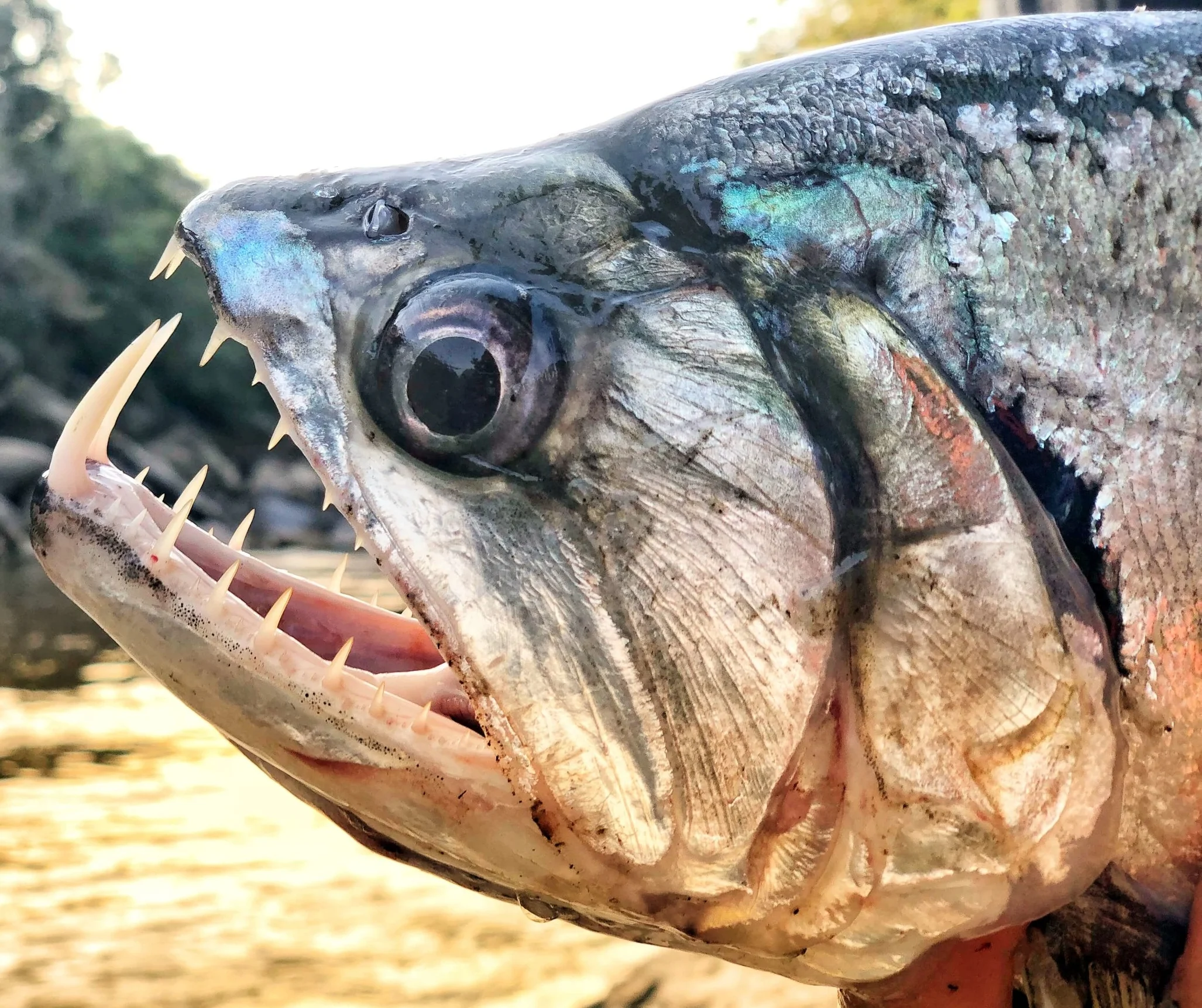 ColombiaPayaraFishing.jpg
