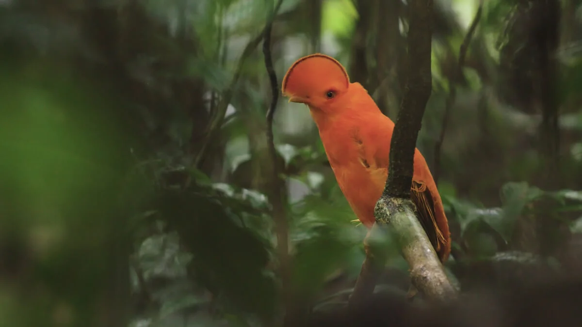 Andean Cock of the Rock, Mitú. Photo: Julian Manrique