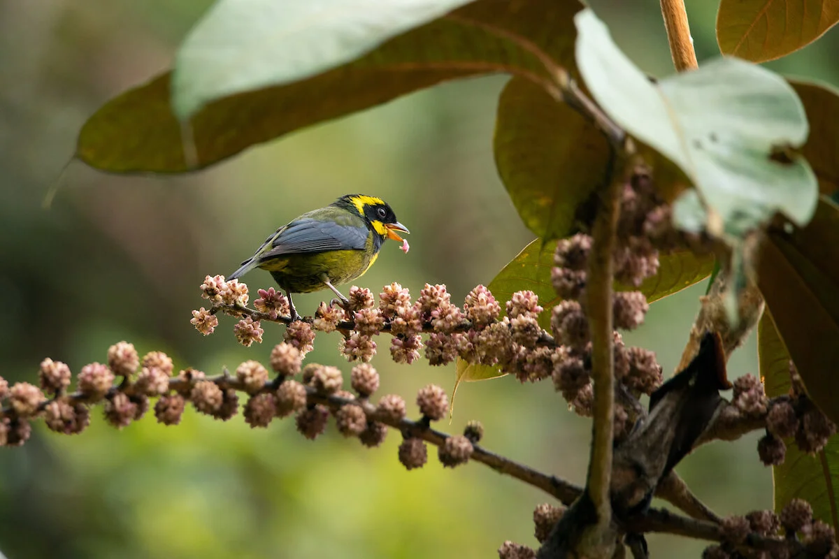 Gold-ringed tanager endemic to Colombia. Photo: Morgan Heim / WhereNext