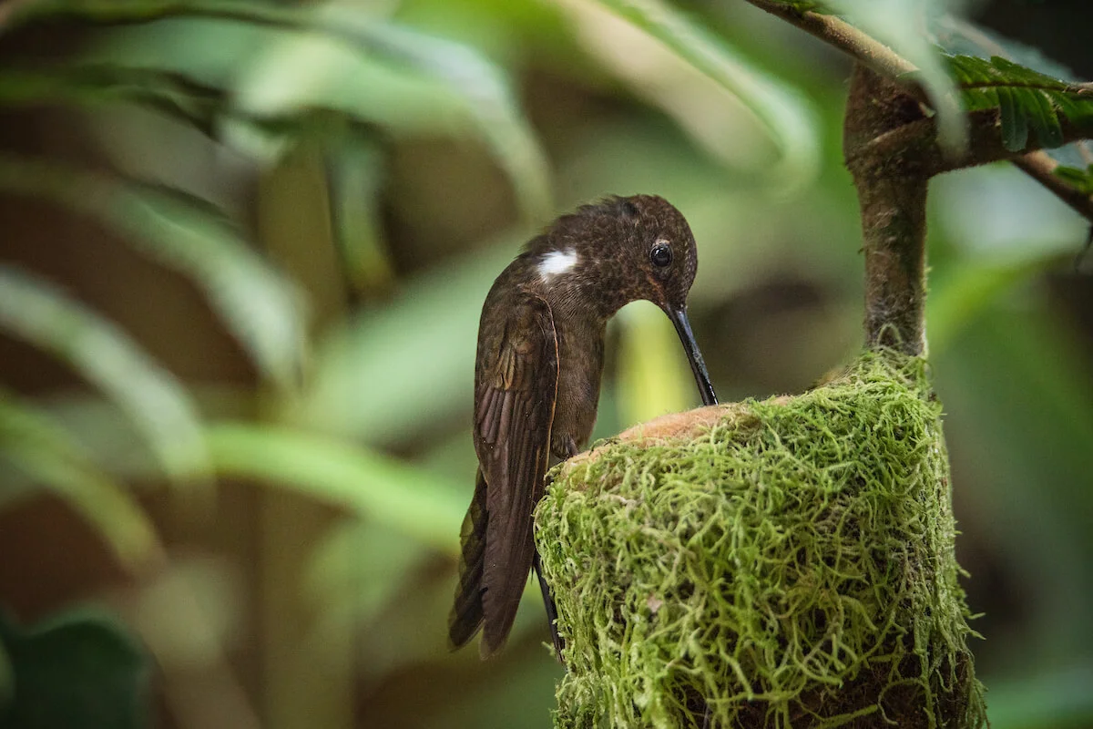 The Brown inca in Tatamá National Park. Photo: Morgan Heim / WhereNext
