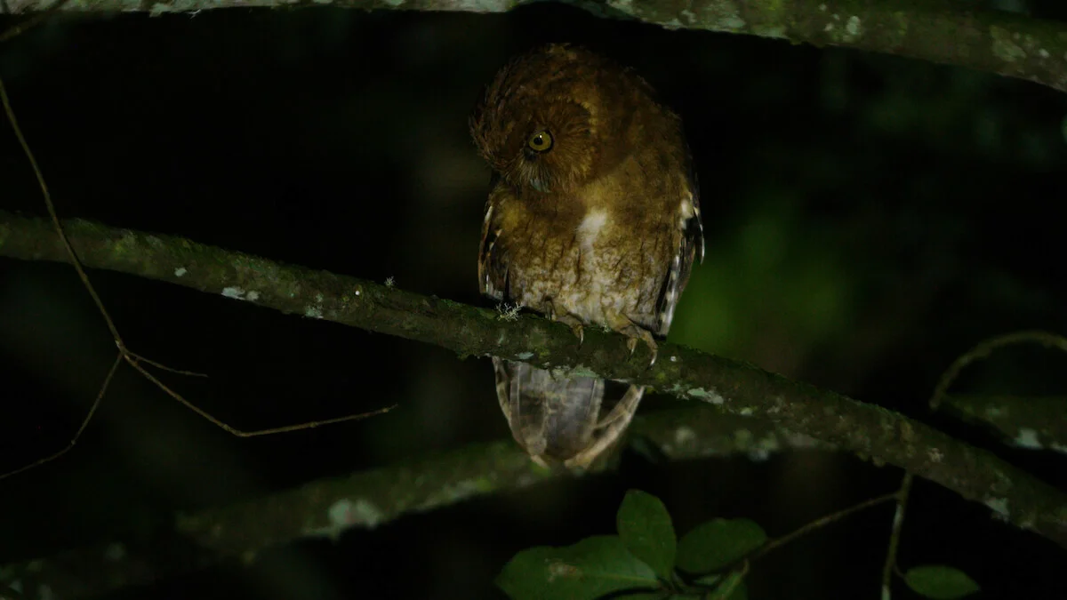 Endemic Santa Marta Screech Owl, filmed by WhereNext in the Sierra Nevada de Santa Marta. Photo: Keith Ladzinski / WhereNext