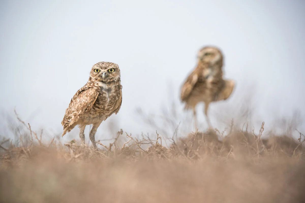 Burrowing owl Orinoquía, Colombia. Photo: Morgan Heim / WhereNext