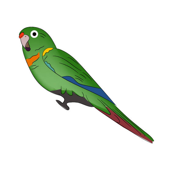 Santa Marta Parakeet