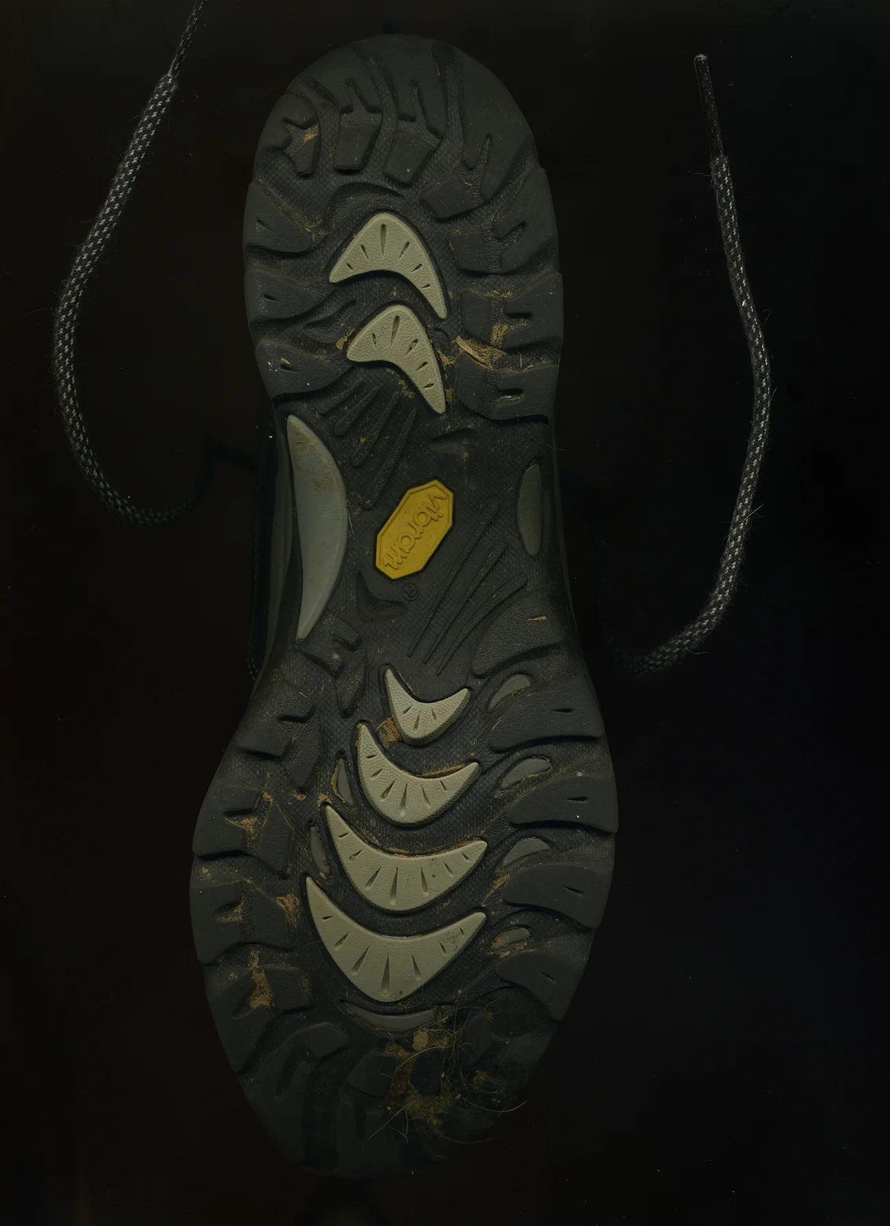 Web Butterfly Scan 68.jpg