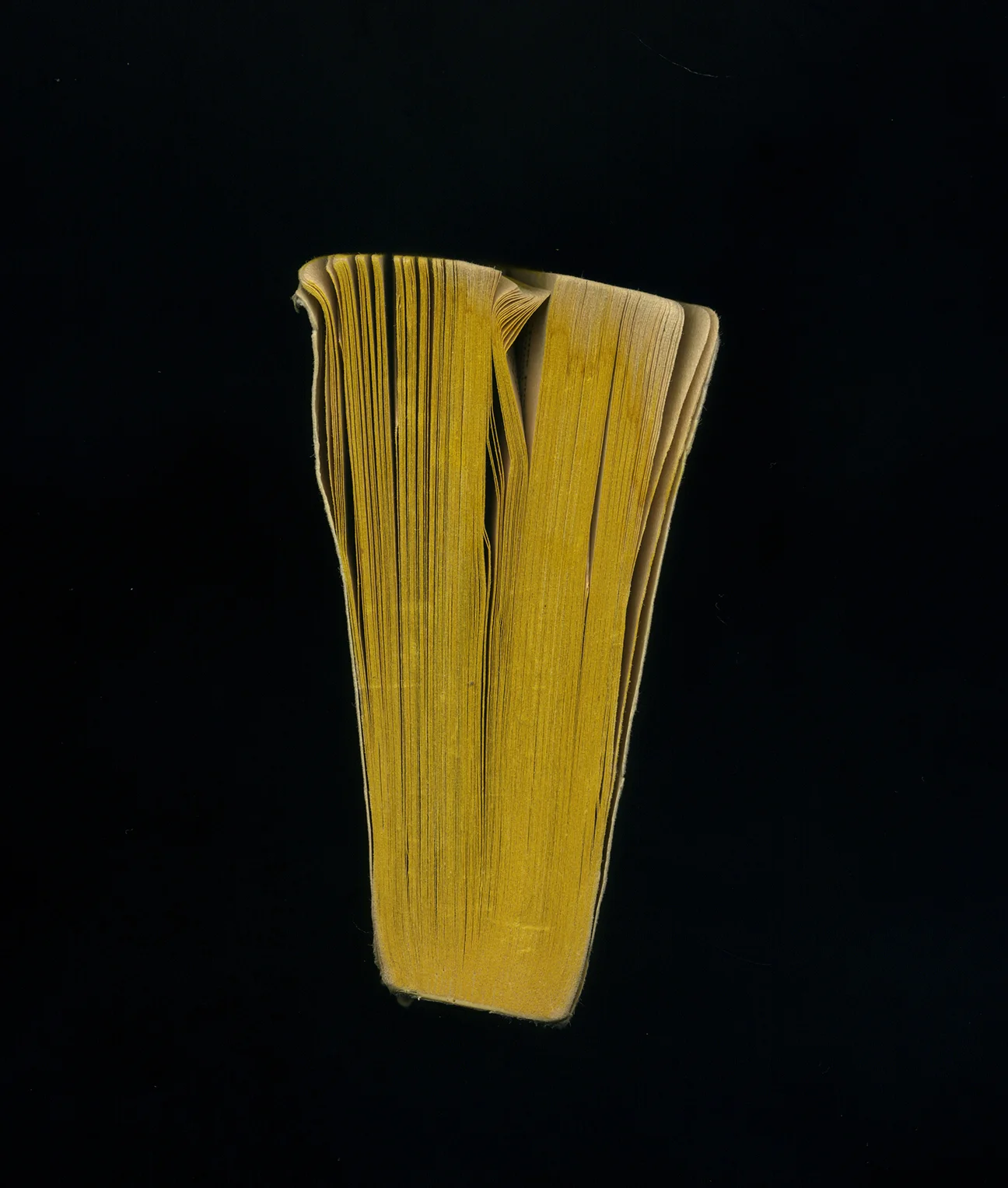 Web Butterfly Scan 20.jpg