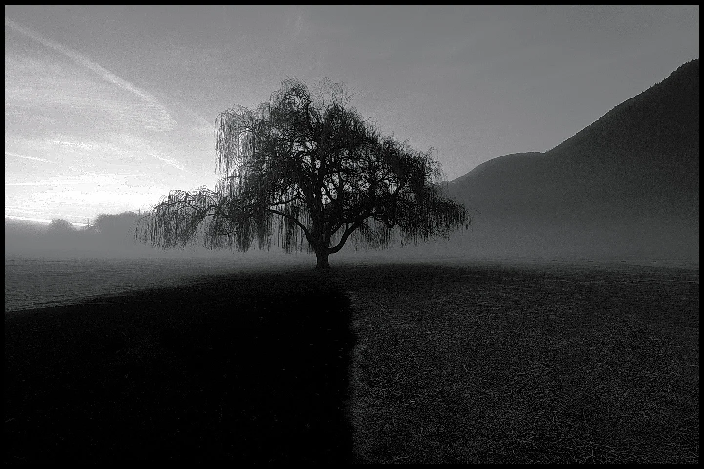 bw_tree.jpg