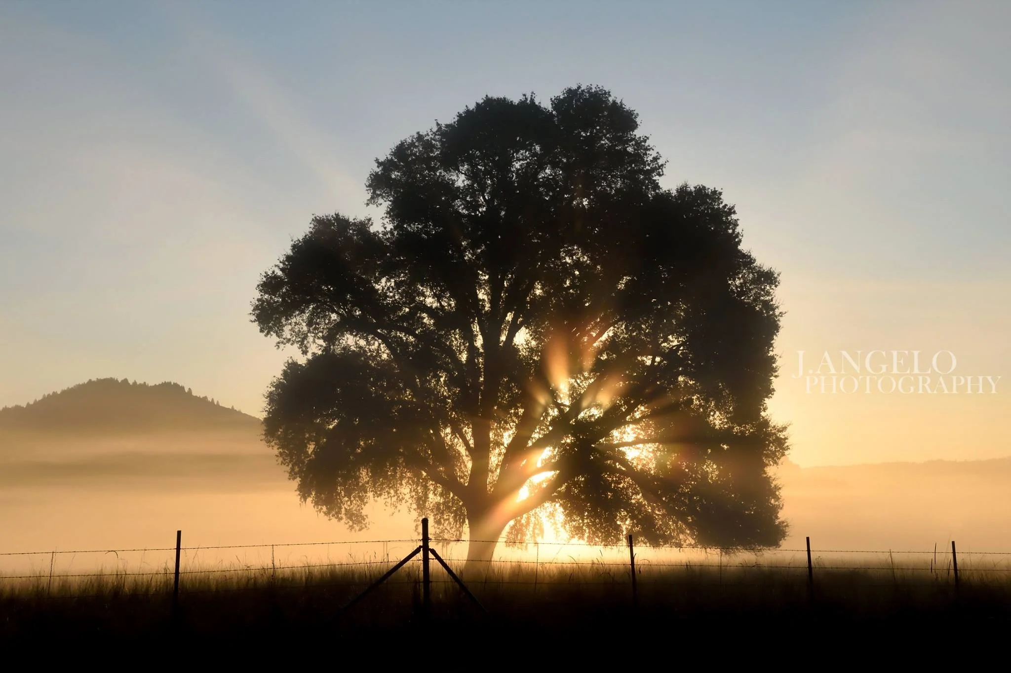 Tree1.jpg