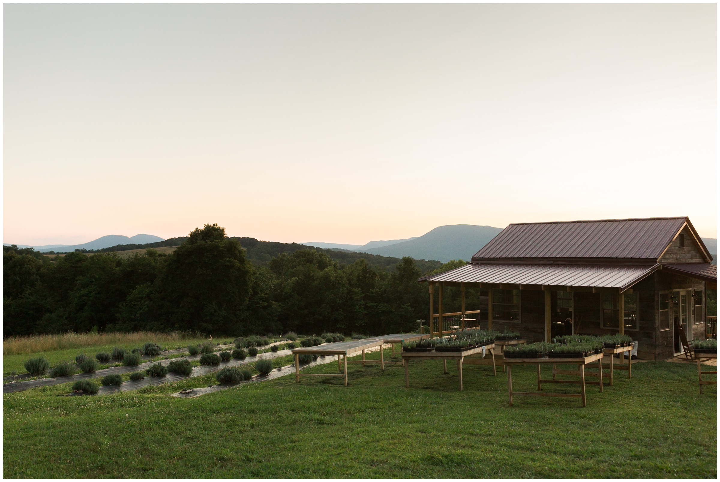 Fort Defiance High School Class of 2020 Senior Session at Tantivy Lavender Farm in Augusta County, Blue Ridge Mountains of Virginia