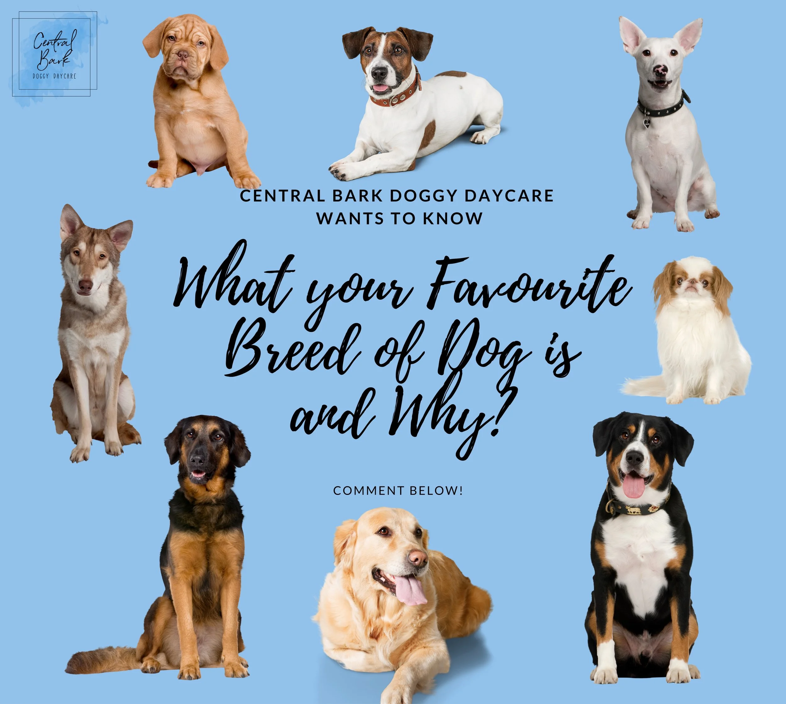 We want to know.. What is your Favourite Breed of Dog and why?