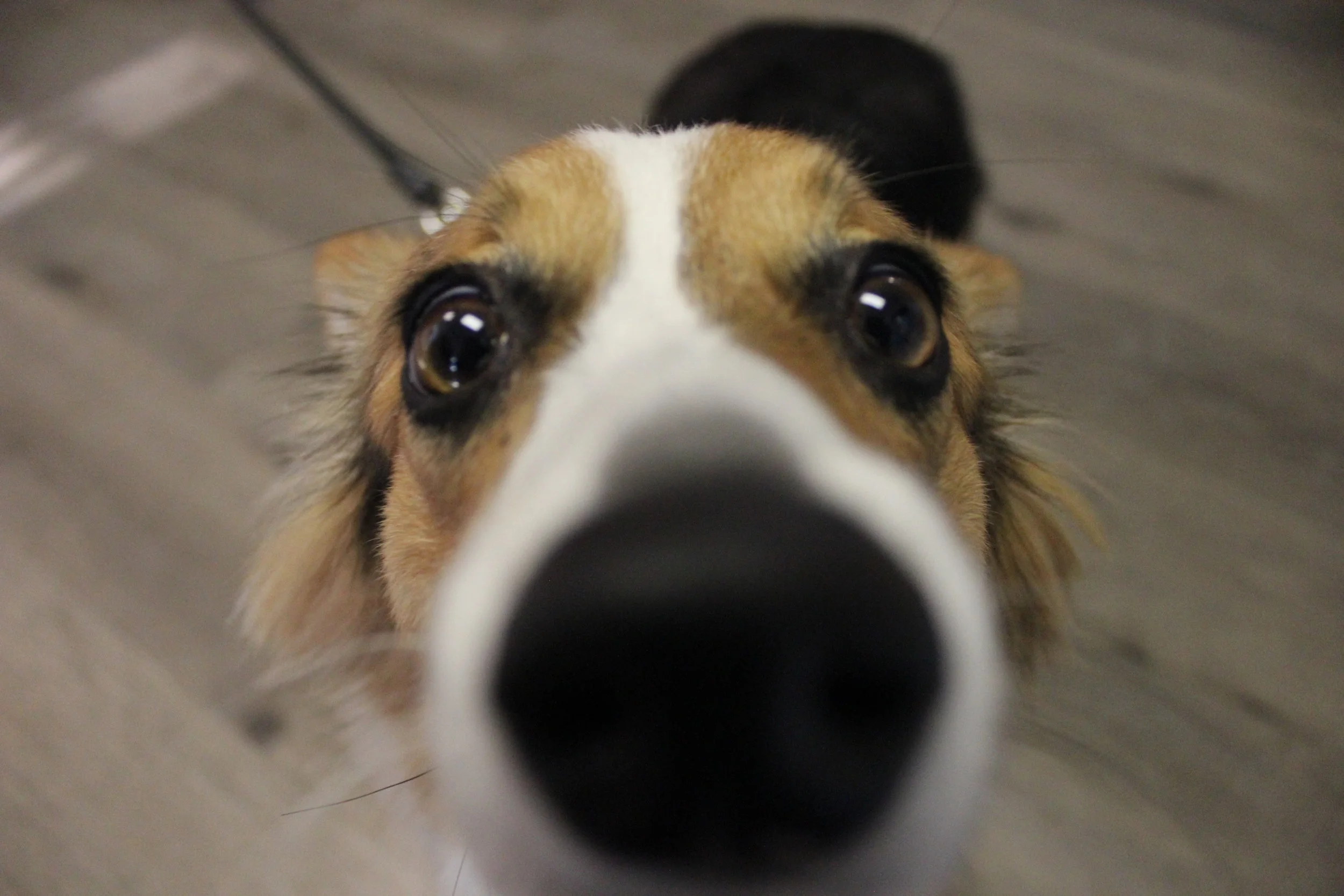 Corgi Meet-up Photos!