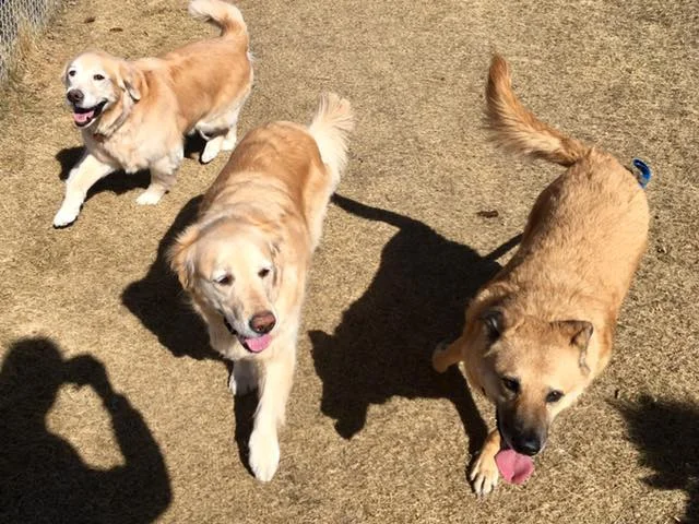 dog walk.jpg