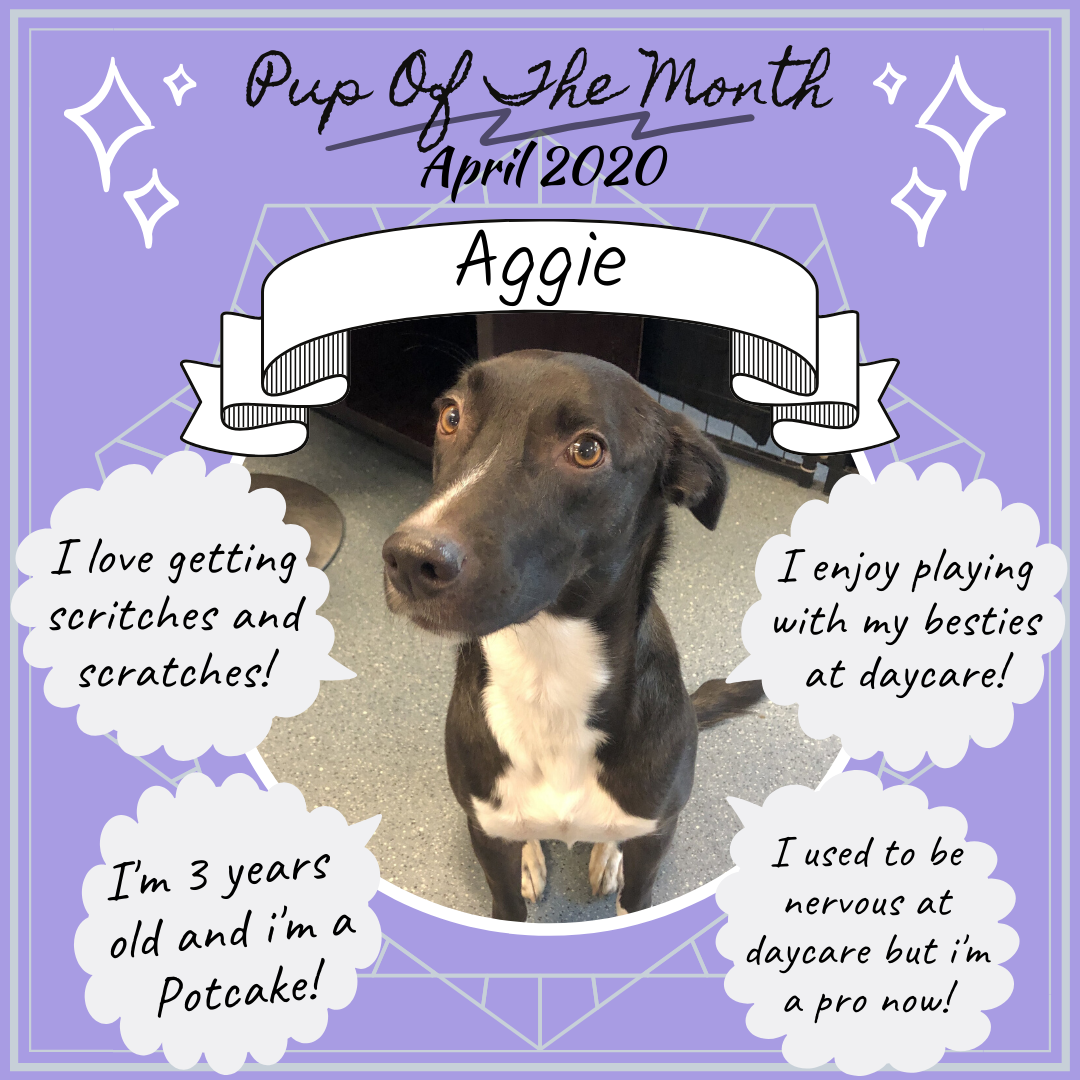 Pup Of The Month - April 2020.png
