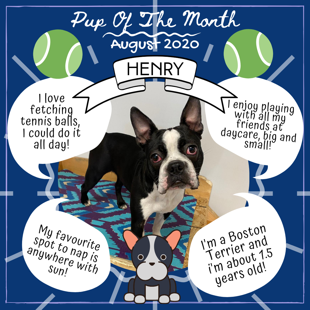 Pup Of The Month - Aug 2020 (2).png