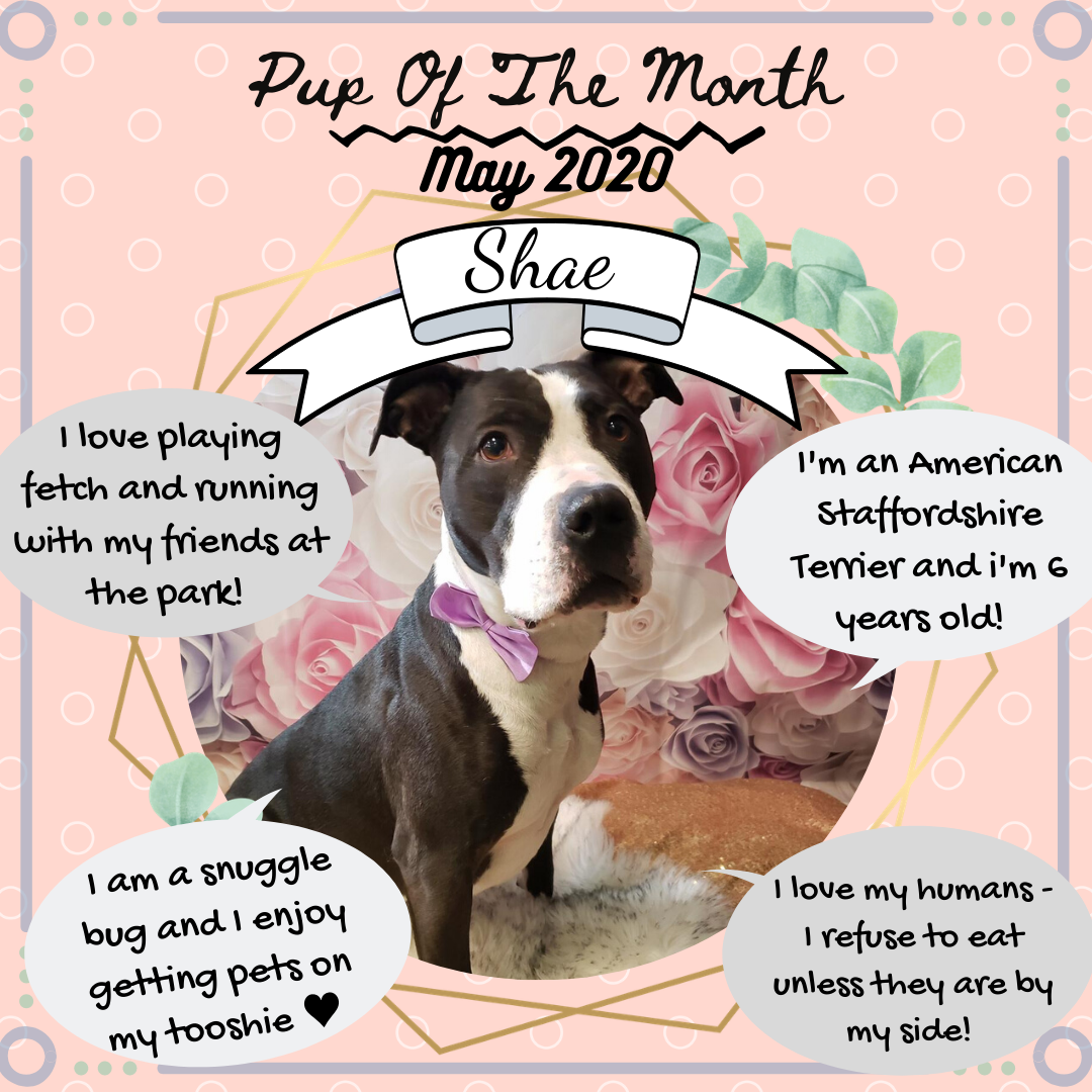 Pup Of The Month - May 2020 (1).png