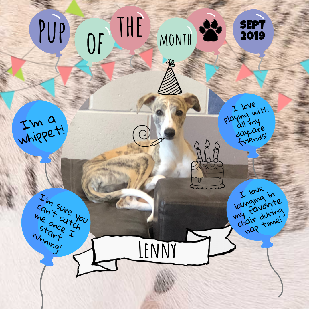 Lenny Sept Pup Of The month 2019.png