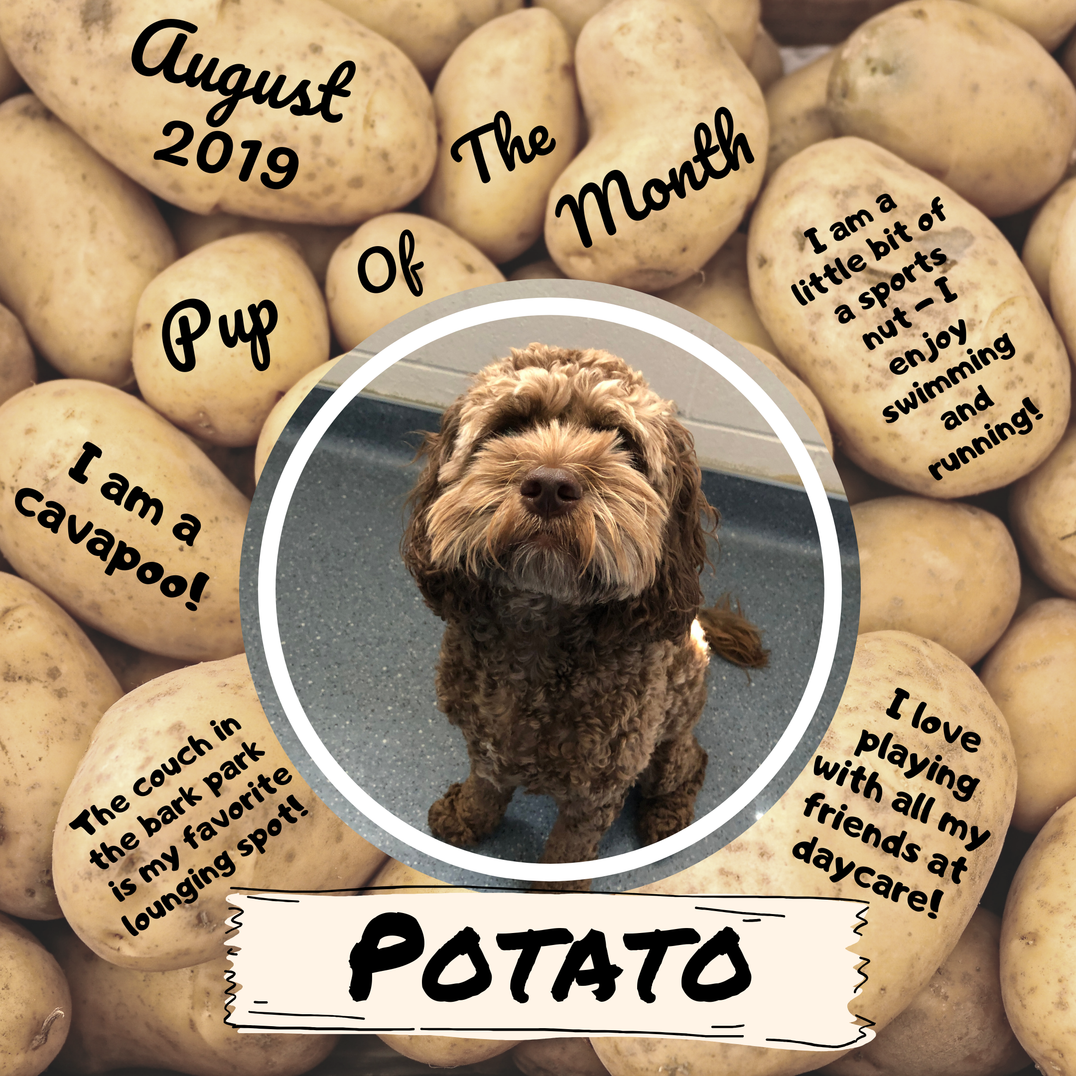 Aug Pup Of The Month - Potato.png