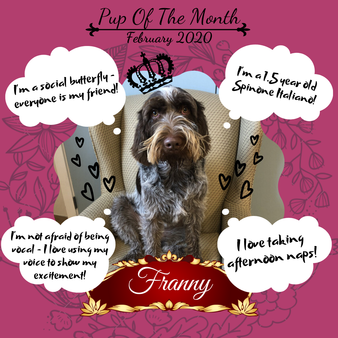 Pup Of The Month Feb 2020.png