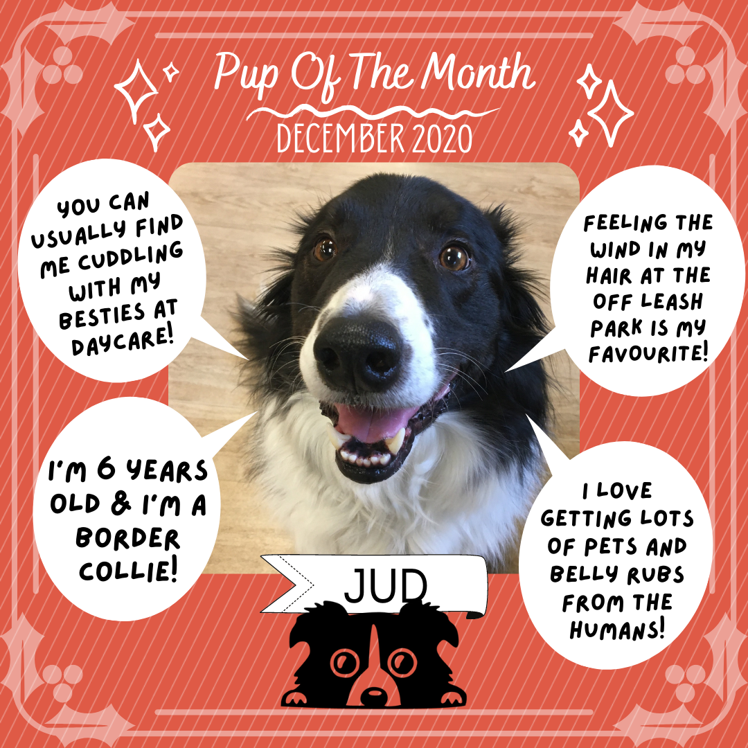 Pup Of The Month - Dec 2020.png