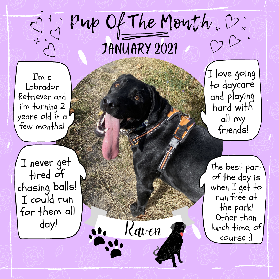 Pup Of The Month - Jan 2021 (1).png
