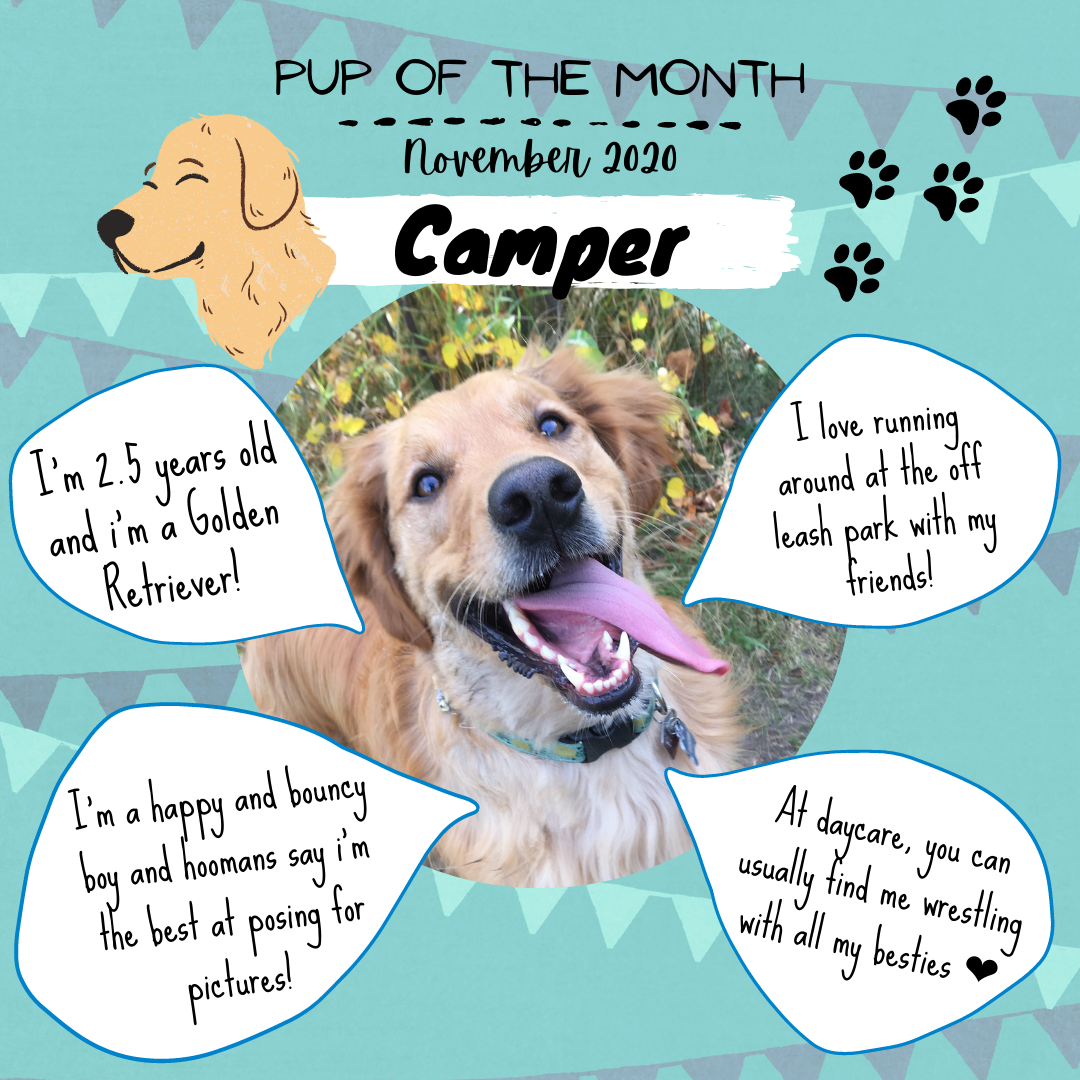 Pup Of The Month - Nov 2020 (1).png