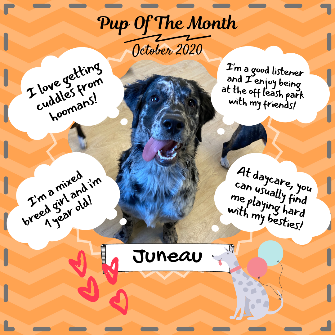 Pup Of The Month - Oct 2020.png