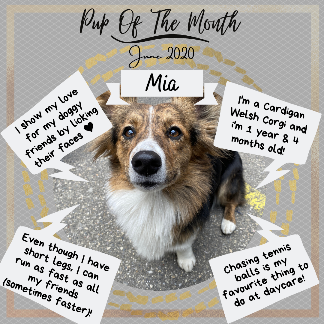 Pup Of The Month - June 2020.png