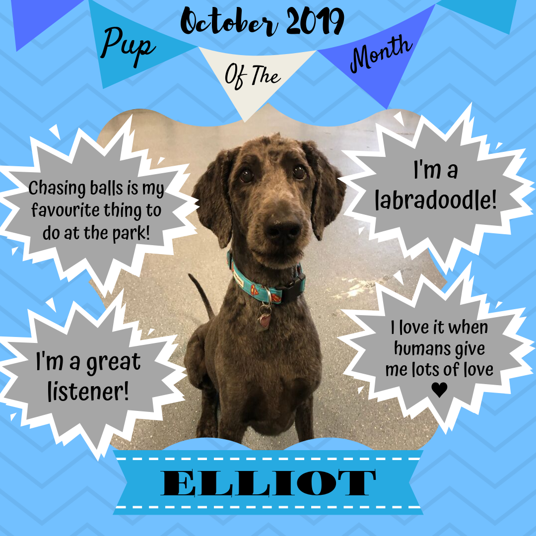 Pup Of The Month Oct 2019.png