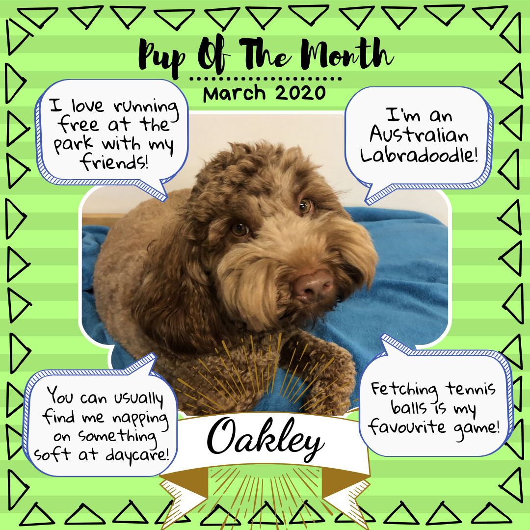 Pup Of The Month March 2020.png