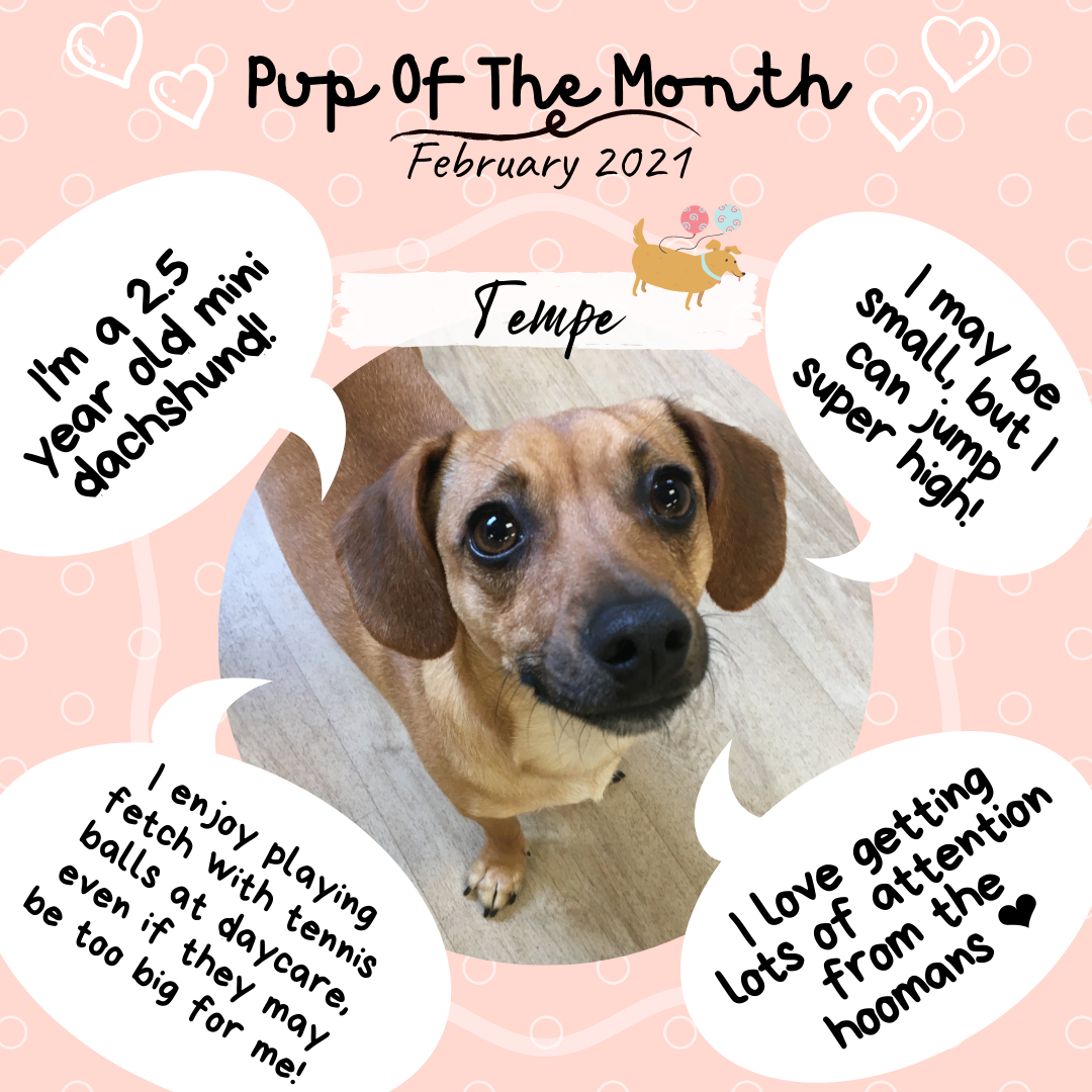 Pup Of The Month - Feb 2021 (1).png