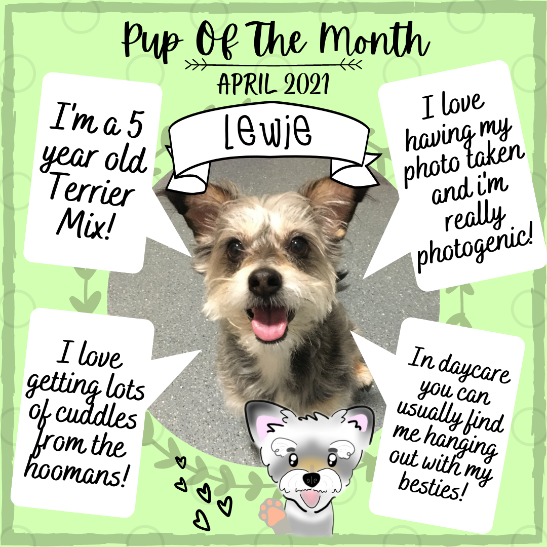 Pup Of The Month 1- Apr 2021.png