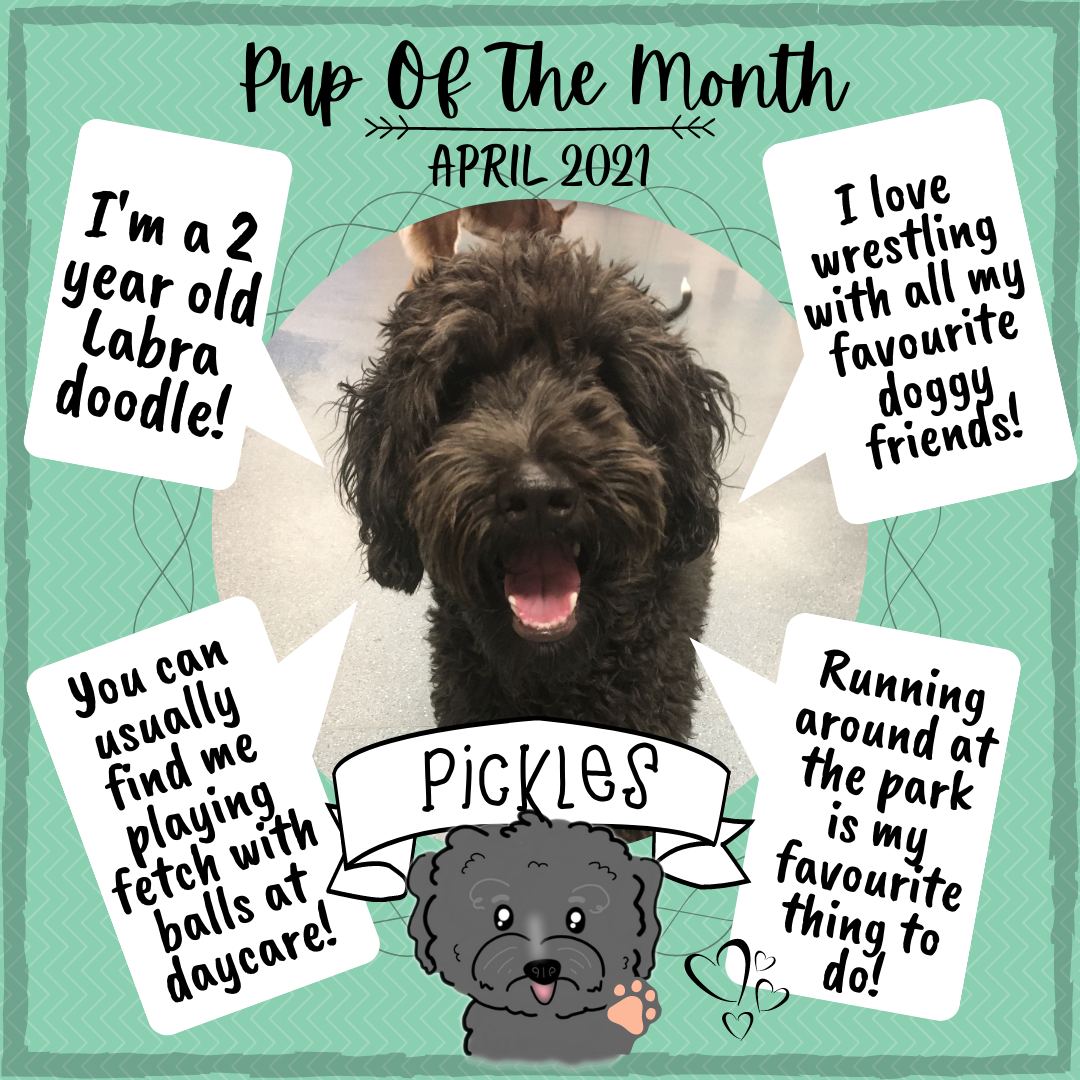 Pup Of The Month 2 - Apr 2021 (1).png