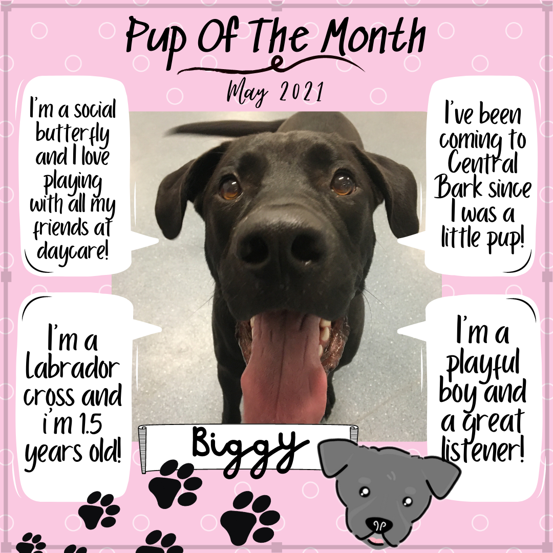 Pup Of The Month 2- May 2021 (1).png