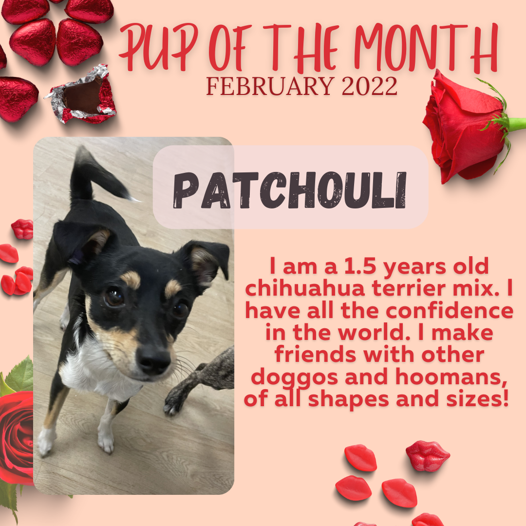 Copy of Dog of the Month (2).png