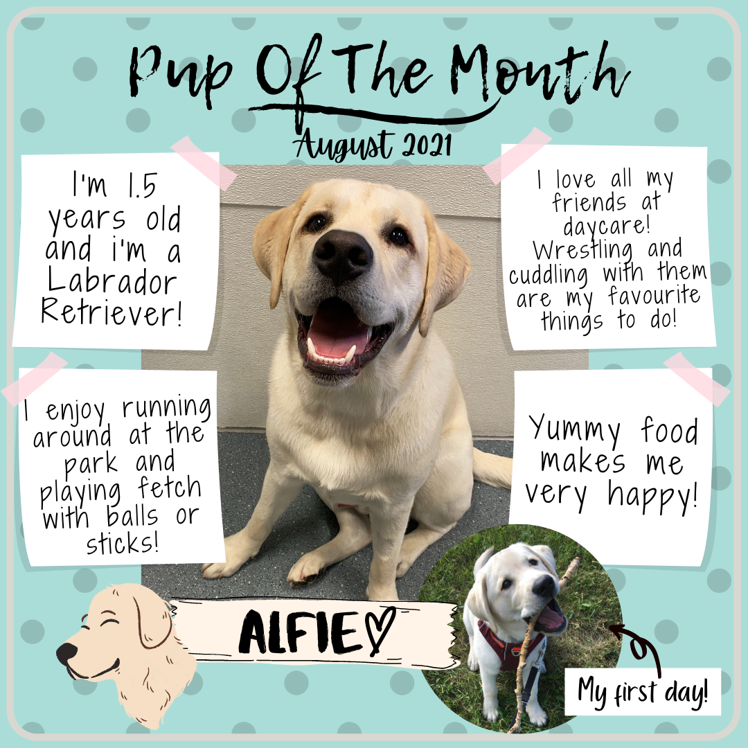 Pup Of The Month 1-August 2021.png